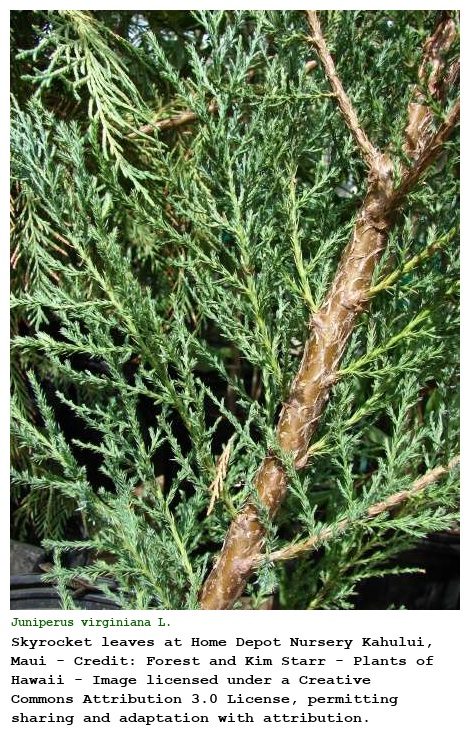 Juniperus virginiana L.